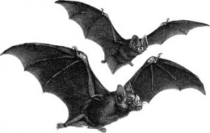 bats_art